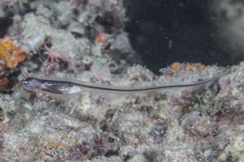 Pearlfishes (Family Carapidae) · iNaturalist.